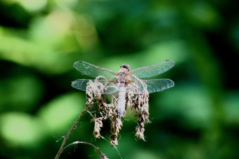 Libellula depressa?